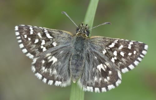 Réf. 204 853 : Pyrgus malvoides